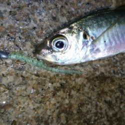 アジング！！！！