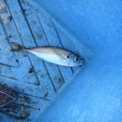 オリジナルメーカー海づり公園(市原市海づり施設) 釣果