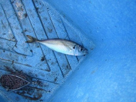 オリジナルメーカー海づり公園(市原市海づり…