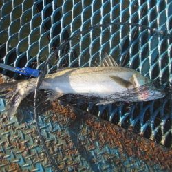 オリジナルメーカー海づり公園(市原市海づり施設) 釣果