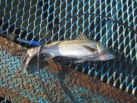 オリジナルメーカー海づり公園(市原市海づり施設) 釣果