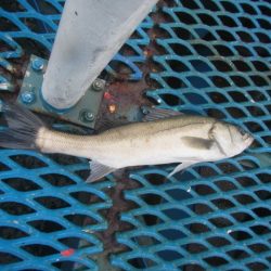 オリジナルメーカー海づり公園(市原市海づり施設) 釣果