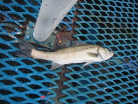 オリジナルメーカー海づり公園(市原市海づり施設) 釣果