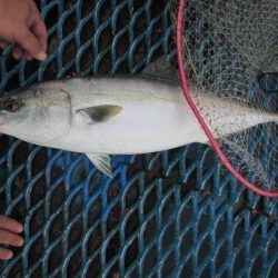 オリジナルメーカー海づり公園(市原市海づり施設) 釣果