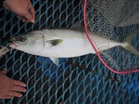 オリジナルメーカー海づり公園(市原市海づり施設) 釣果