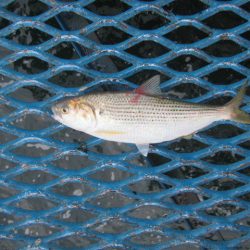 オリジナルメーカー海づり公園(市原市海づり施設) 釣果