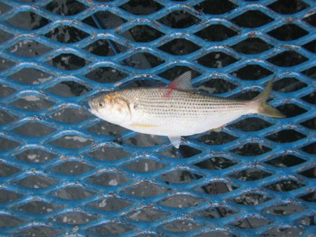 オリジナルメーカー海づり公園(市原市海づり施設) 釣果