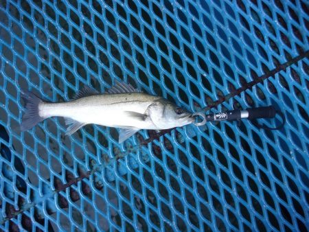 オリジナルメーカー海づり公園(市原市海づり施設) 釣果