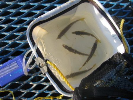 オリジナルメーカー海づり公園(市原市海づり…