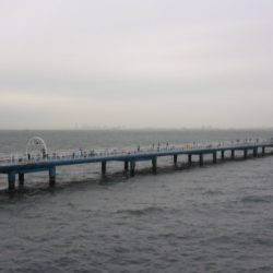 オリジナルメーカー海づり公園(市原市海づり施設) 釣果