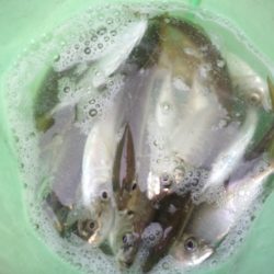 オリジナルメーカー海づり公園(市原市海づり施設) 釣果