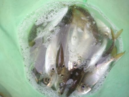 オリジナルメーカー海づり公園(市原市海づり施設) 釣果