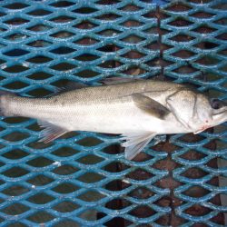 オリジナルメーカー海づり公園(市原市海づり施設) 釣果