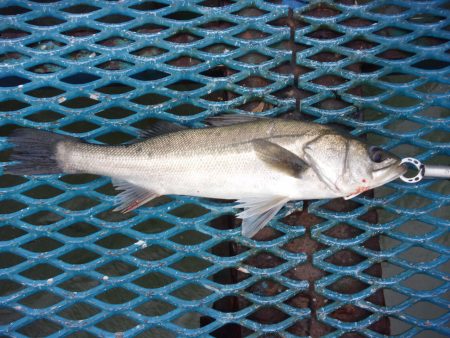 オリジナルメーカー海づり公園(市原市海づり…