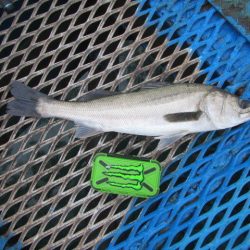 オリジナルメーカー海づり公園(市原市海づり施設) 釣果