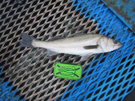 オリジナルメーカー海づり公園(市原市海づり施設) 釣果