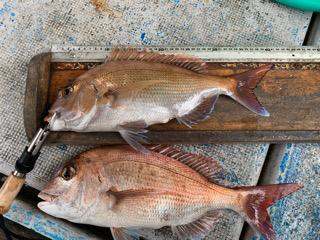 幸吉丸 釣果