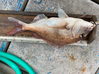 幸吉丸 釣果