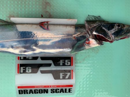 さんさん丸 釣果