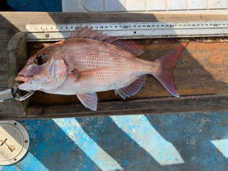 幸吉丸 釣果