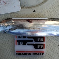 遊漁船　ニライカナイ 釣果