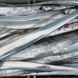 遊漁船 ニライカナイ 釣果