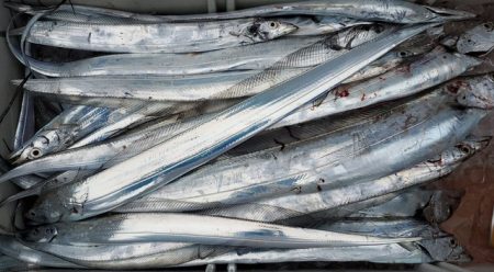 遊漁船 ニライカナイ 釣果