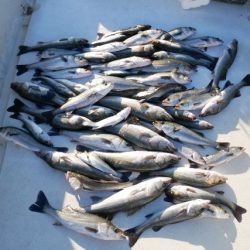 TOPGUN名古屋 釣果