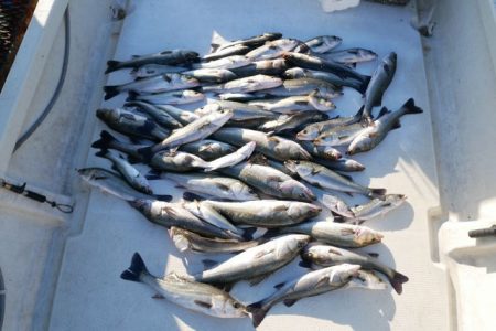 TOPGUN名古屋 釣果