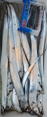 遊漁船　ニライカナイ 釣果