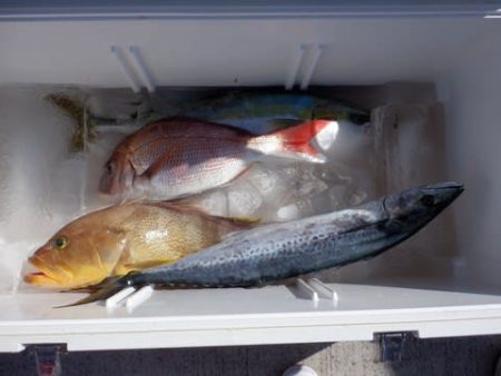 開進丸 釣果