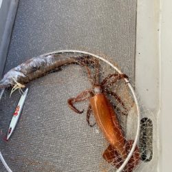 へいみつ丸 釣果