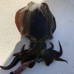 Magic(マジック) 釣果