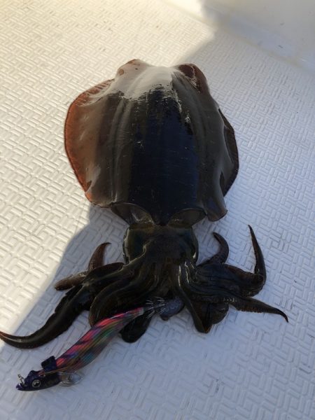 Magic(マジック) 釣果