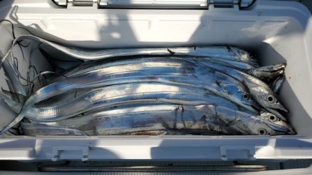 遊漁船　ニライカナイ 釣果