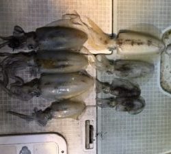 さぶろう丸 釣果