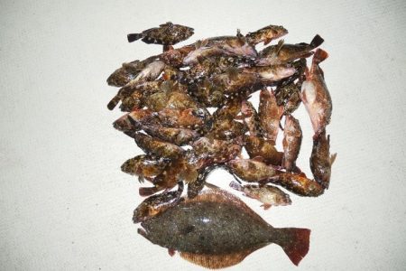 TOPGUN名古屋 釣果