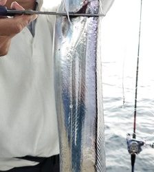 遊漁船 ニライカナイ 釣果