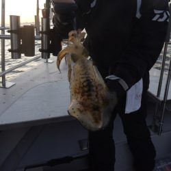 まるいち丸 ZERO-1 釣果