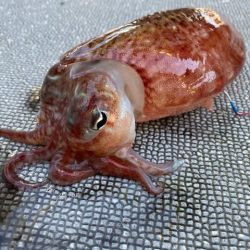 へいみつ丸 釣果