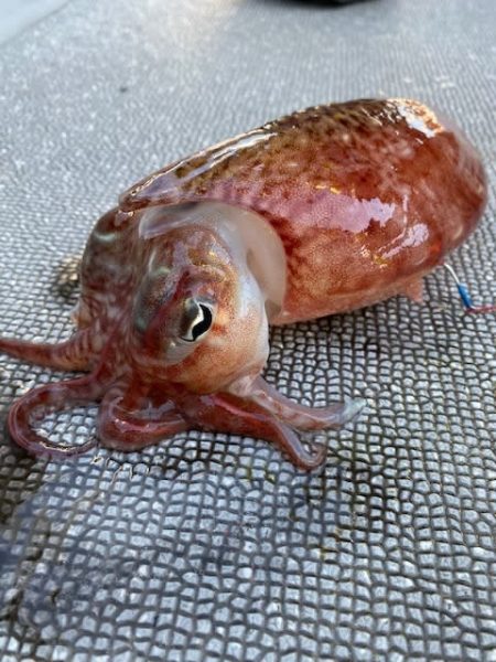 へいみつ丸 釣果