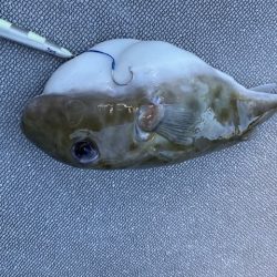 へいみつ丸 釣果