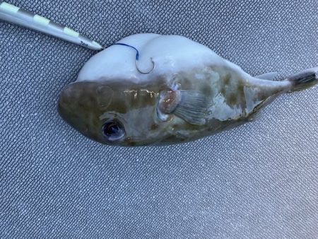 へいみつ丸 釣果