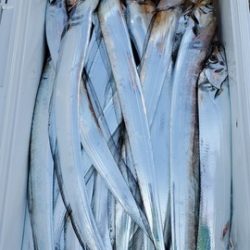 遊漁船 ニライカナイ 釣果