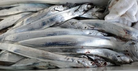 遊漁船 ニライカナイ 釣果