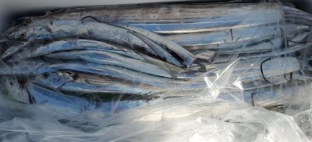 遊漁船 ニライカナイ 釣果