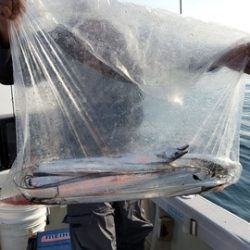 遊漁船　ニライカナイ 釣果