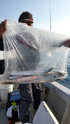 遊漁船　ニライカナイ 釣果