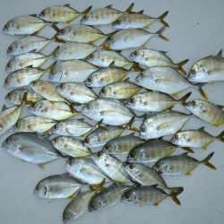 TOPGUN名古屋 釣果