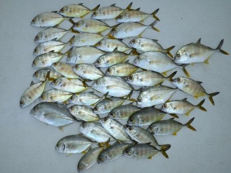 TOPGUN名古屋 釣果